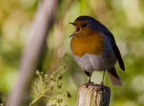 Ça chante le printemps !