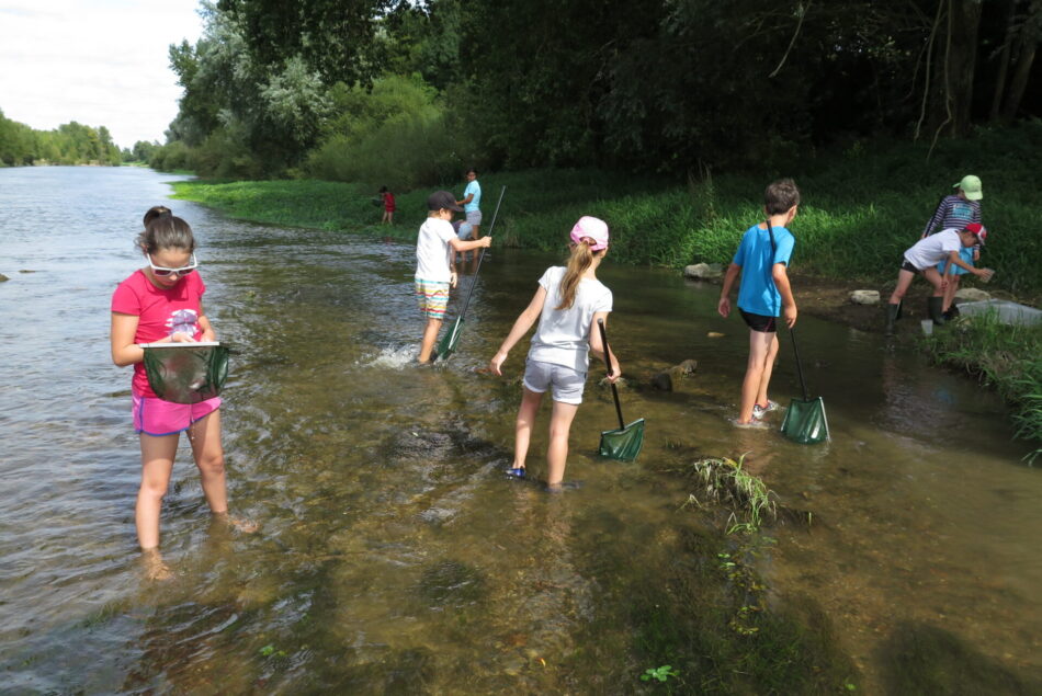 petites bêtes de l'eau